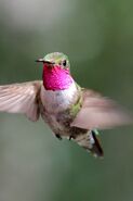 Hummingbirdzoooom
