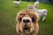 Here is an alpaca that is very interested in cameras.