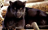 Panther (1)