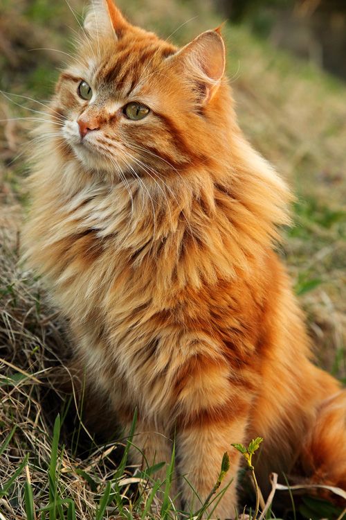 long haired orange tabby