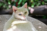 Depositphotos 9618275-White-cat-blue-and-green-eyes