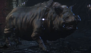 Maneater Boar