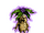 Mandrake