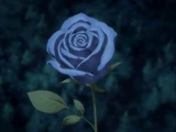 Blue Roses