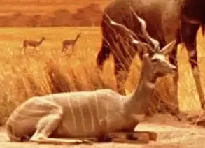 Lesser Kudu | BloodRayne & Mia, the Vampire Slayer Wiki | Fandom