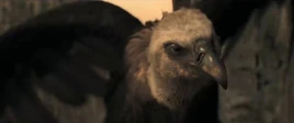 Griffon Vulture