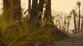 Life on Our Planet Phorusrhacos