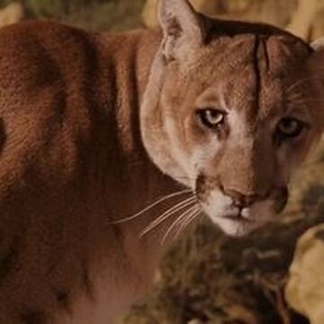 Puma cat wiki online