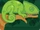 Chameleon