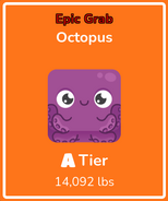 Octopus