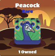 Peacock blook in background