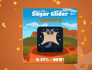Sugar Glider obtained