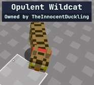 A tamed Wildcat