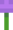 Allium 