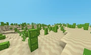 A Many Cactus Desert.