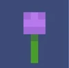 Allium