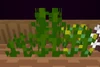A glitched corn: one is affected (replanted) and the middle is obviously a glitch (it is supposed to grow 1 block only). This is also bugged by the coding issues.