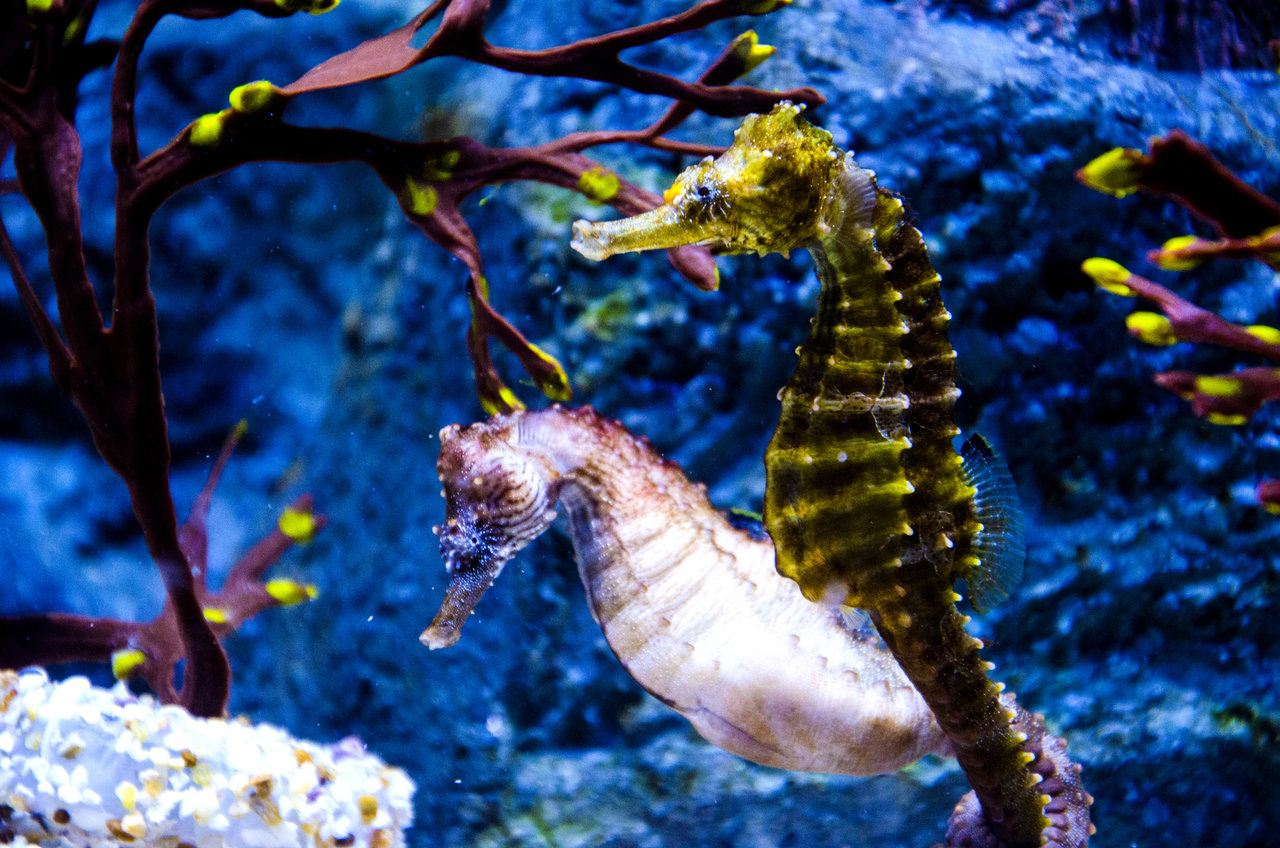 All about sea horses.