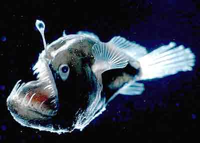 scary angler fish