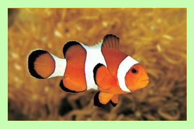 Clown Fish, Dinkum Wiki