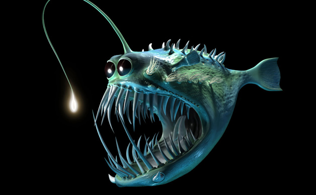 abyssal zone angler fish