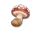 Mushroom.png
