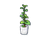 Foliage Plant.png