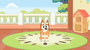 Bingo standing on a rug