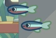 Octopus-Cardinal tetra