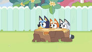 Bluey, Bingo, and Muffin hide behind the other stump.
