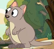The Creek-Macropod