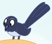 Wagon Ride-Willie Wagtail