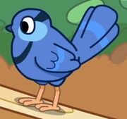 Shops-Splendid Fairywren
