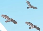 Helicopter-Light-mantled albatross