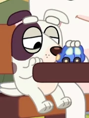 Piggyback-Bull Terrier Kid