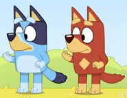 In this shot from Wild Girls, Bluey and Rusty have the same pose (excluding eyebrows). Excluding the tail, body-shape, and fur patterns, the similarities in design between the two are highlighted clearly.