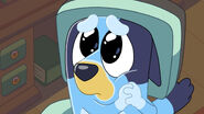 Bluey please face