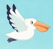The Beach-Australian Pelican