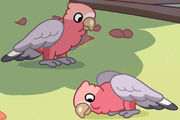 Bob Bilby-Galah