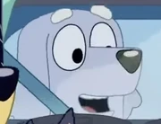 Blueish-whitish-dog car driver