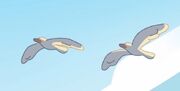Helicopter-Wandering Albatross