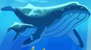 Whale Watching-Humpback Whales