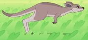 Explorers-Eastern Grey Kangaroo