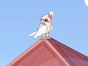 MajorMitchellsCockatoo