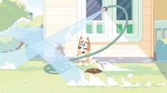 Bingo Heeler with an out of control hose.
