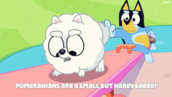 Pom Pom Bluey Wiki Fandom