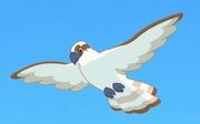 The Beach-Osprey