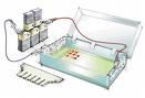 100Electrophoresis
