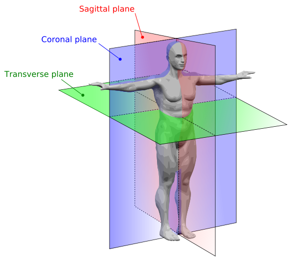 Supine position - Wikipedia