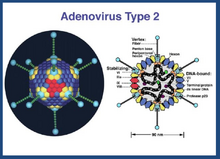 Adenovirus sito